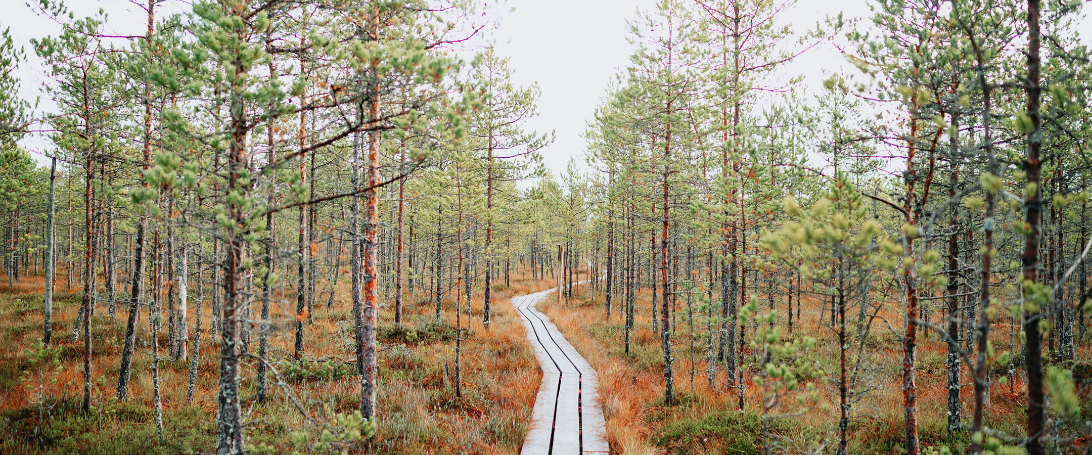 Narrow wooden path winding through a sparse forest with green trees and orange-brown grass.